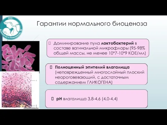 Гарантии нормального биоценоза Доминирование пула лактобактерий в составе вагинальной микрофлоры