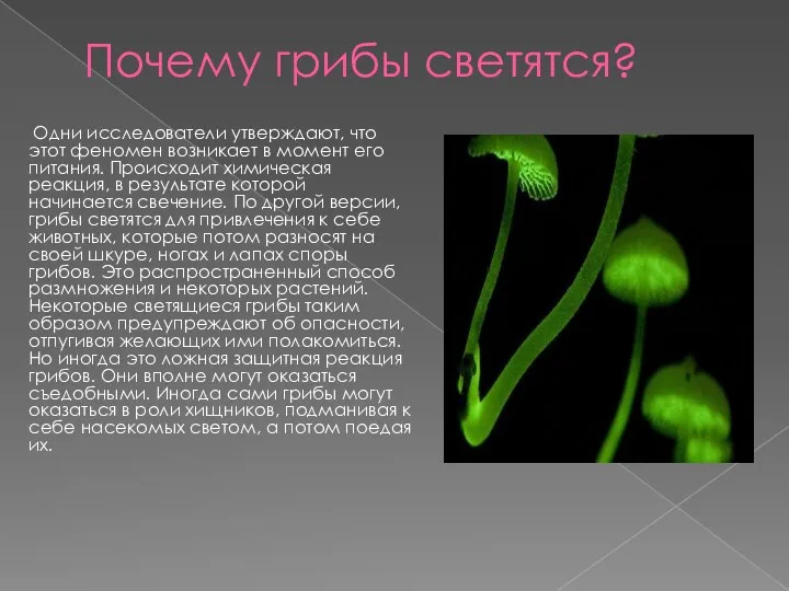 Почему грибы светятся? Одни исследователи утверждают, что этот феномен возникает