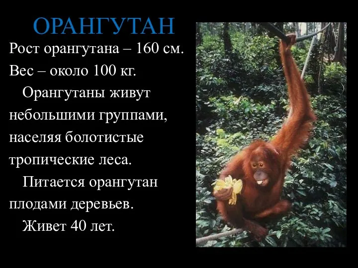 ОРАНГУТАН Рост орангутана – 160 см. Вес – около 100