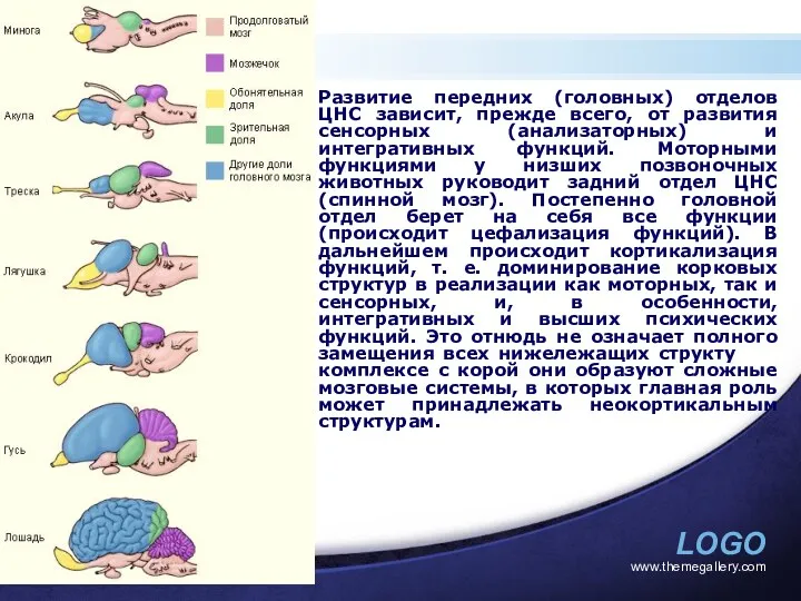 www.themegallery.com Развитие передних (головных) отделов ЦНС зависит, прежде всего, от