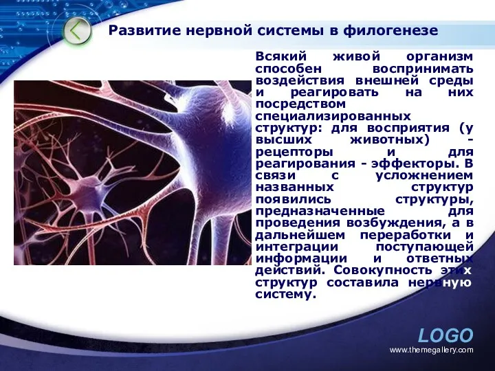 www.themegallery.com Развитие нервной системы в филогенезе Всякий живой организм способен