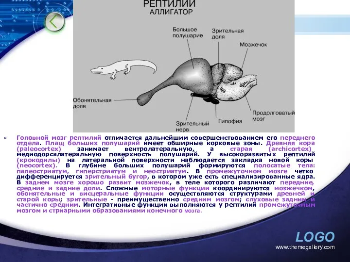 www.themegallery.com Головной мозг рептилий отличается дальнейшим совершенствованием его переднего отдела.