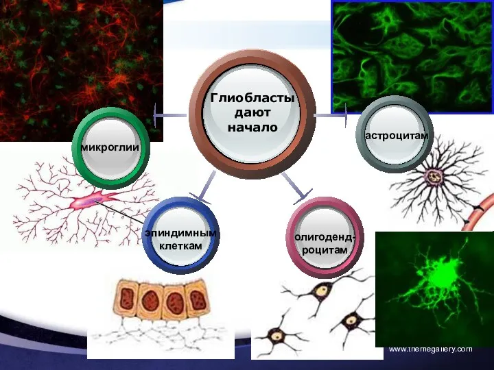 www.themegallery.com Глиобласты дают начало астроцитам микроглии олигоденд-роцитам эпиндимным клеткам