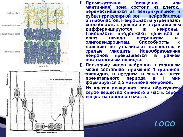 Промежуточная (плащевая, или мантийная) зона состоит из клеток, переместившихся из