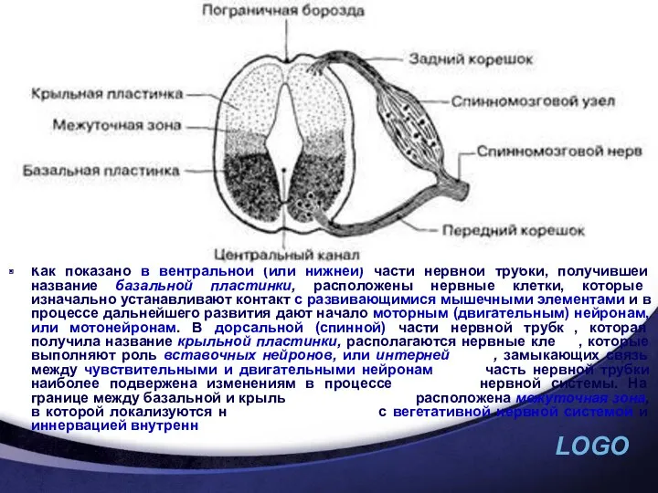 Как показано в вентральной (или нижней) части нервной трубки, получившей