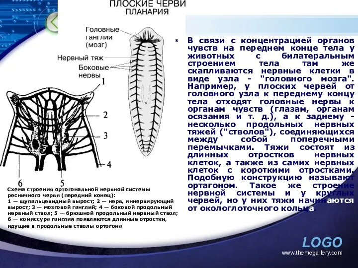 www.themegallery.com В связи с концентрацией органов чувств на переднем конце