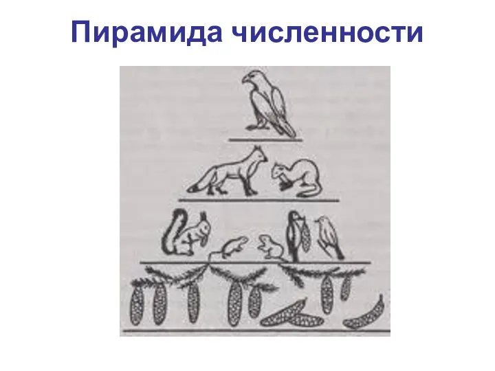 Пирамида численности