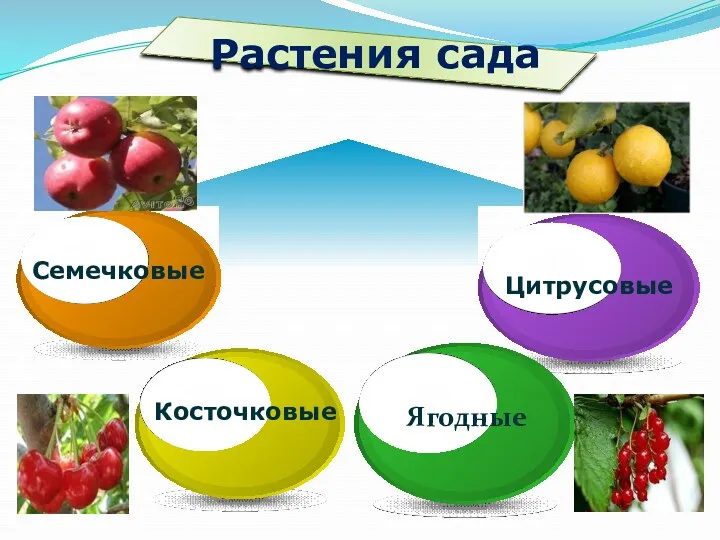 Растения сада Семечковые Косточковые Цитрусовые Ягодные