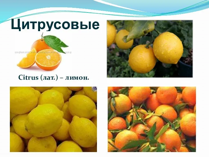 Цитрусовые Citrus (лат.) – лимон.