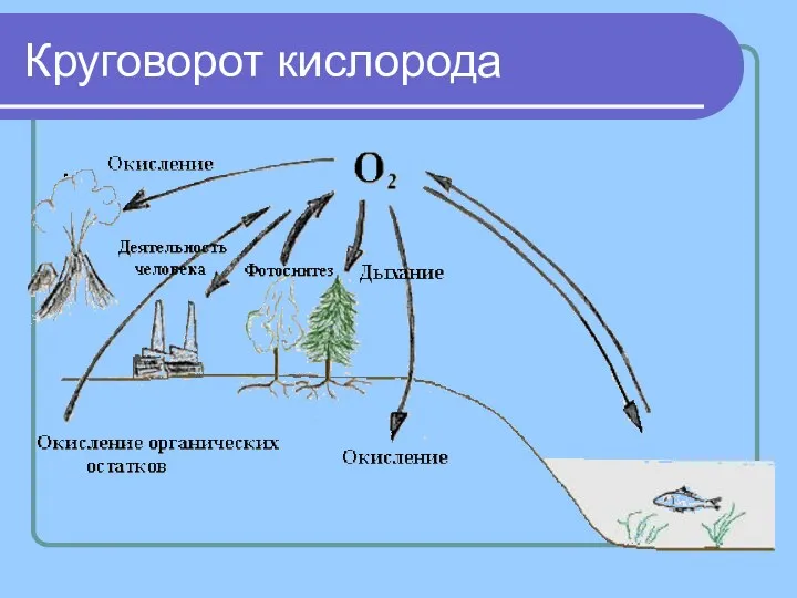 Круговорот кислорода .