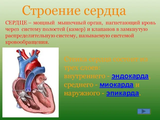 Строение сердца СЕРДЦЕ – мощный мышечный орган, нагнетающий кровь через