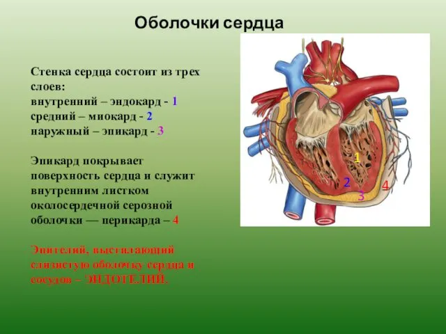Оболочки сердца 1 2 3 4 Стенка сердца состоит из