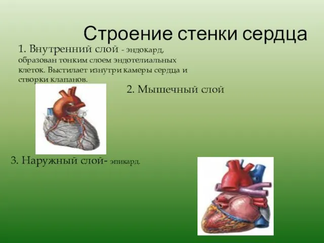 Строение стенки сердца 1. Внутренний слой - эндокард, образован тонким