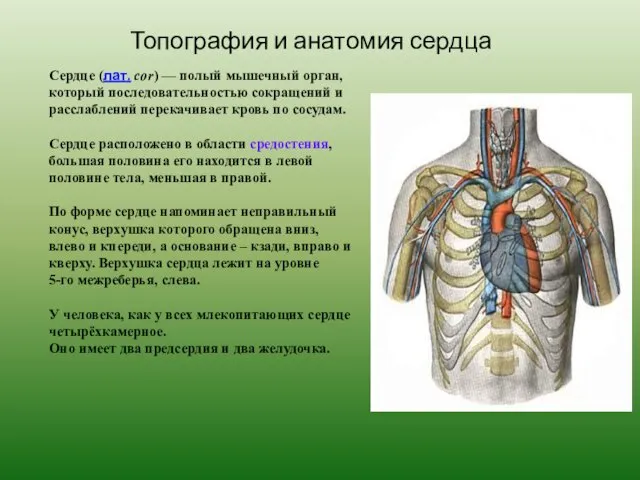 Топография и анатомия сердца Сердце (лат. cor) — полый мышечный