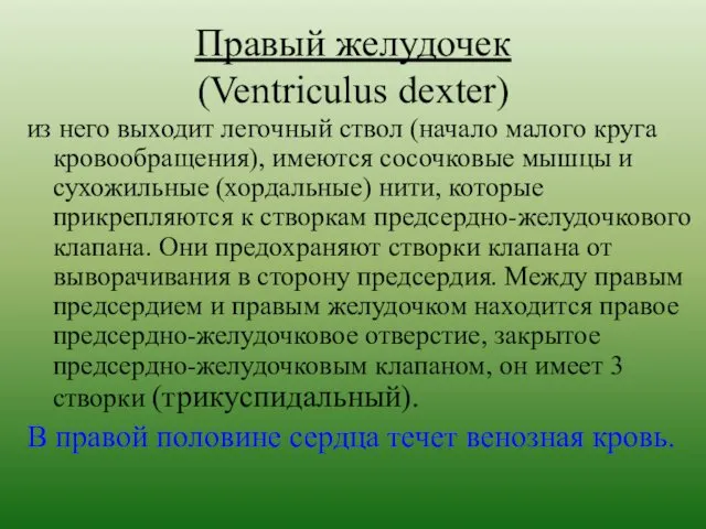Правый желудочек (Ventriculus dexter) из него выходит легочный ствол (начало