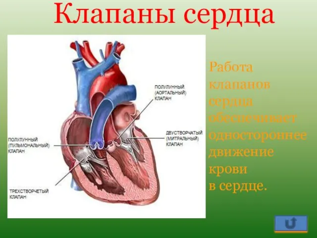 Клапаны сердца Работа клапанов сердца обеспечивает одностороннее движение крови в сердце.
