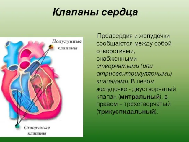 Клапаны сердца Предсердия и желудочки сообщаются между собой отверстиями, снабженными