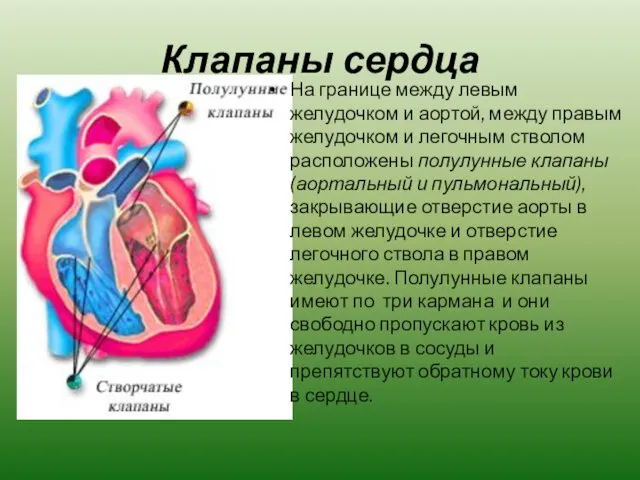 Клапаны сердца На границе между левым желудочком и аортой, между