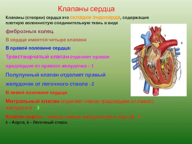 Клапаны сердца Клапаны (створки) сердца это складки эндокарда, содержащие плотную