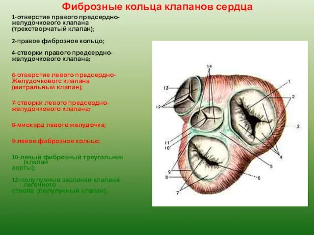 Фиброзные кольца клапанов сердца 1-отверстие правого предсердно- желудочкового клапана (трехстворчатый