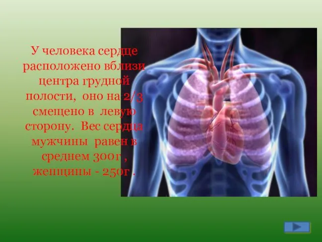 У человека сердце расположено вблизи центра грудной полости, оно на