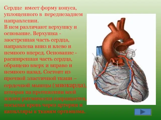 Сердце имеет форму конуса, уплощенного в переднезаднем направлении. В нем