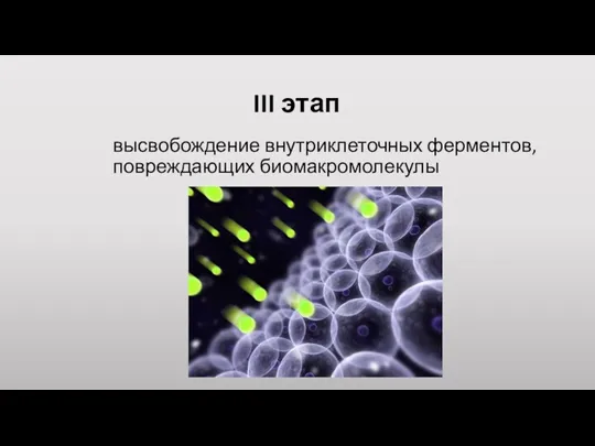 III этап высвобождение внутриклеточных ферментов, повреждающих биомакромолекулы