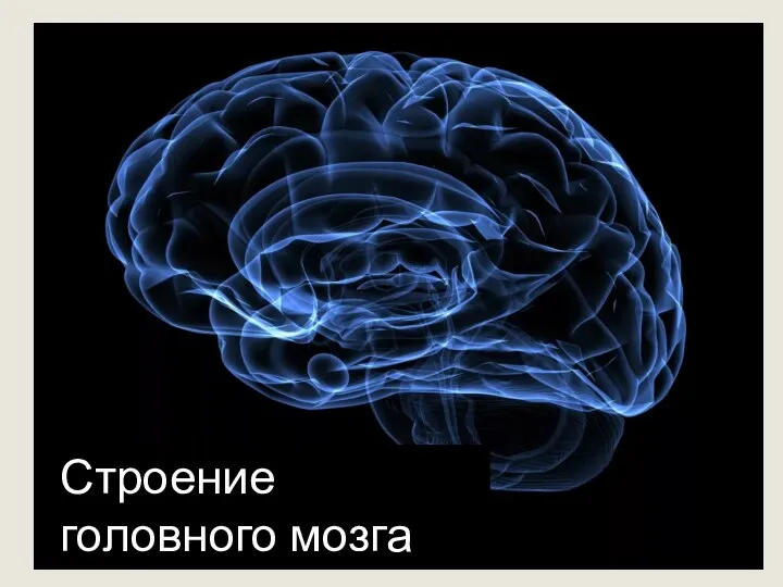 Строение головного мозга