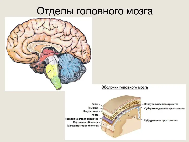 Отделы головного мозга