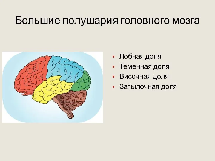 Большие полушария головного мозга Лобная доля Теменная доля Височная доля Затылочная доля