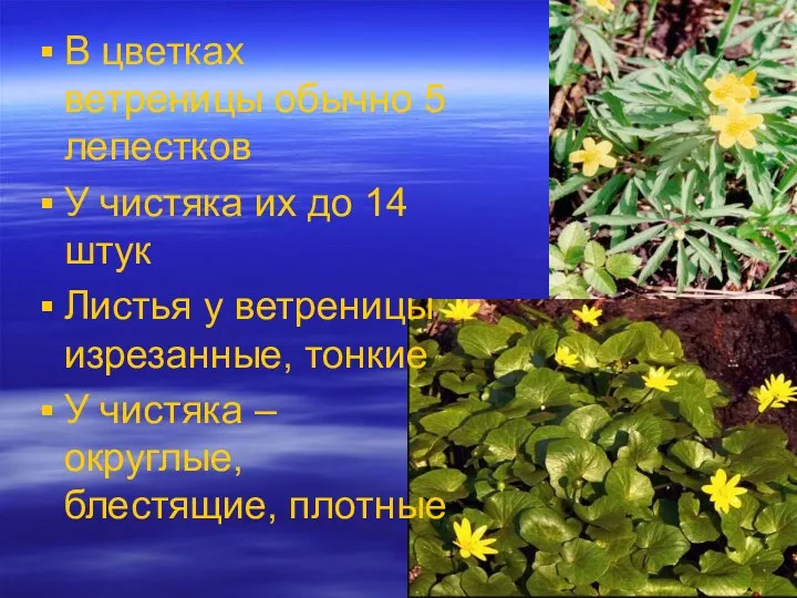 В цветках ветреницы обычно 5 лепестков У чистяка их до