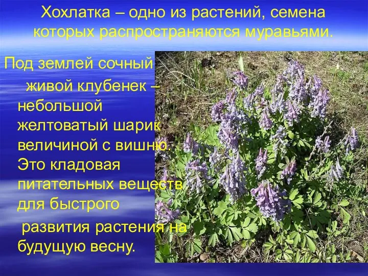 Хохлатка – одно из растений, семена которых распространяются муравьями. Под