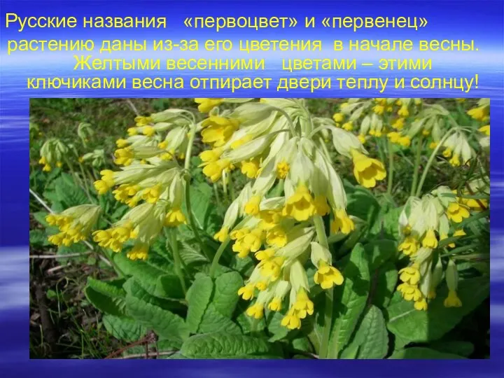 Русские названия «первоцвет» и «первенец» растению даны из-за его цветения