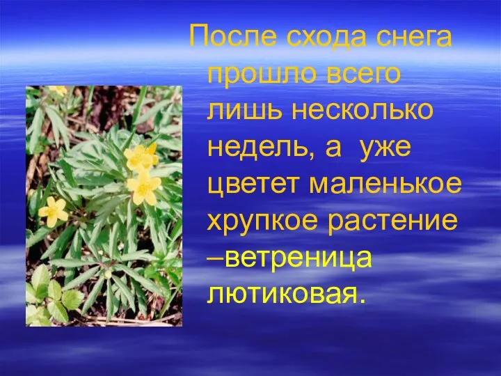 После схода снега прошло всего лишь несколько недель, а уже цветет маленькое хрупкое растение –ветреница лютиковая.