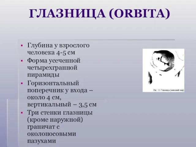 ГЛАЗНИЦА (ORBITA) Глубина у взрослого человека 4-5 см Форма усеченной четырехгранной пирамиды Горизонтальный