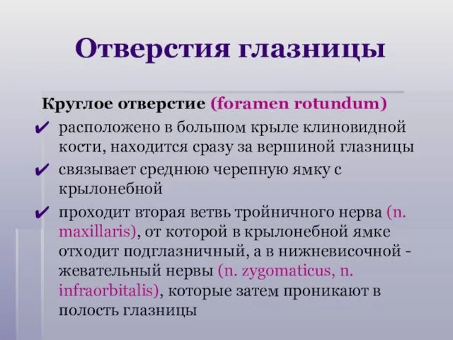 Отверстия глазницы Круглое отверстие (foramen rotundum) расположено в большом крыле клиновидной кости, находится