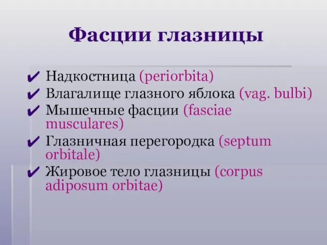 Фасции глазницы Надкостница (periorbita) Влагалище глазного яблока (vag. bulbi) Мышечные фасции (fasciae musculares)