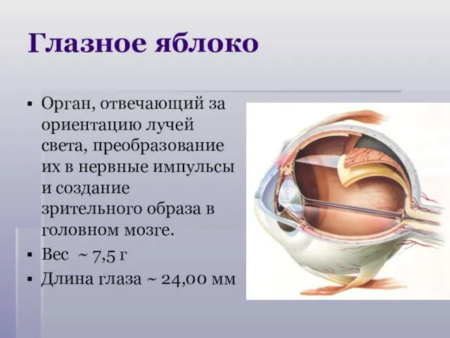 Глазное яблоко Орган, отвечающий за ориентацию лучей света, преобразование их в нервные импульсы