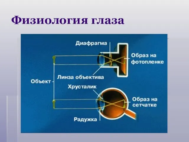 Физиология глаза