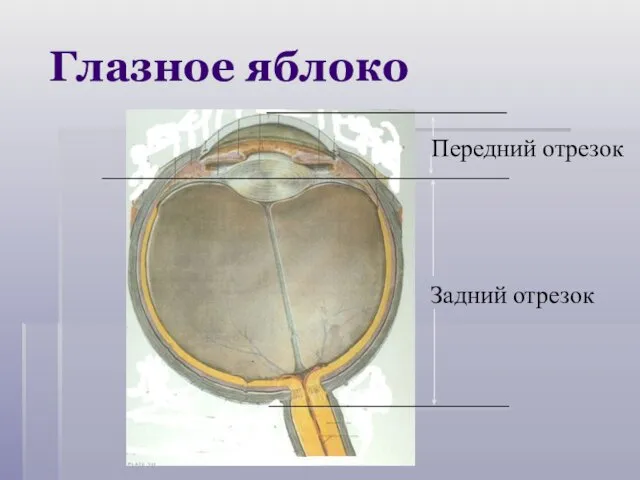 Глазное яблоко Передний отрезок Задний отрезок