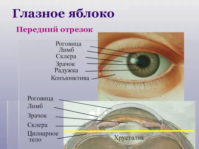 Радужка Зрачок Хрусталик Зрачок Склера Склера Лимб Конъюнктива Роговица Передний отрезок Цилиарное тело