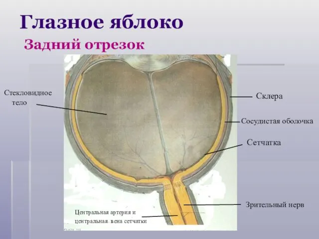 Глазное яблоко Задний отрезок Сетчатка Зрительный нерв Сосудистая оболочка Центральная артерия и центральная