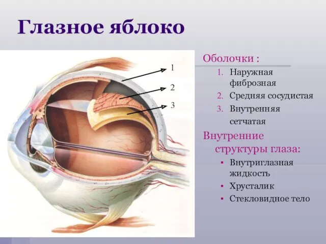 Глазное яблоко Оболочки : Наружная фиброзная Средняя сосудистая Внутренняя сетчатая Внутренние структуры глаза: