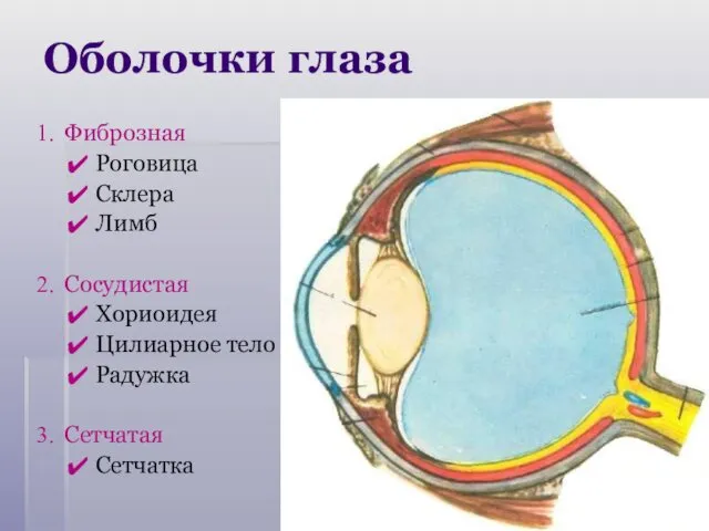 Оболочки глаза Фиброзная Роговица Склера Лимб Сосудистая Хориоидея Цилиарное тело Радужка Сетчатая Сетчатка