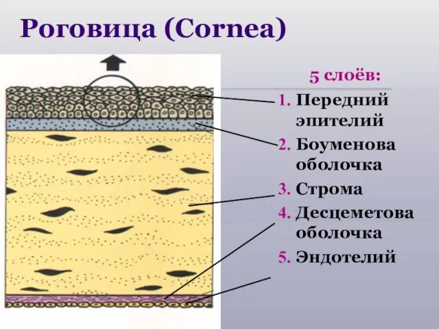 Роговица (Cornea) 5 слоёв: Передний эпителий Боуменова оболочка Строма Десцеметова оболочка Эндотелий