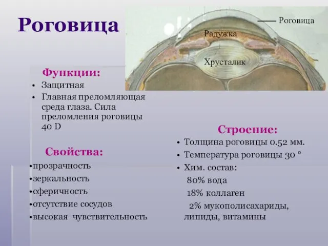 Роговица Функции: Защитная Главная преломляющая среда глаза. Сила преломления роговицы 40 D Свойства: