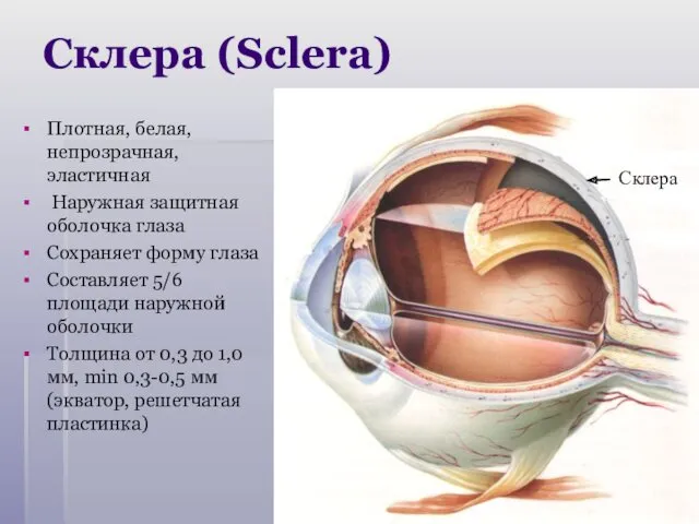 Склера (Sclera) Плотная, белая, непрозрачная, эластичная Наружная защитная оболочка глаза Сохраняет форму глаза