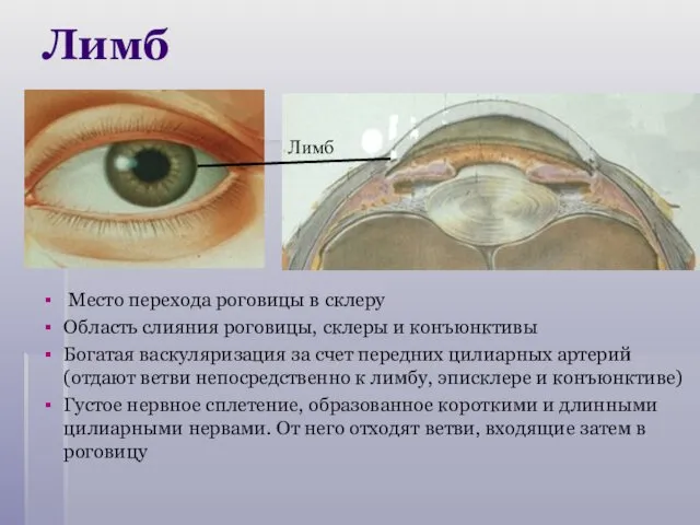 Лимб Место перехода роговицы в склеру Область слияния роговицы, склеры и конъюнктивы Богатая