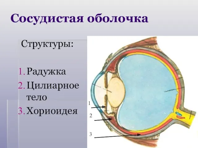 Сосудистая оболочка Структуры: Радужка Цилиарное тело Хориоидея 1 2 3
