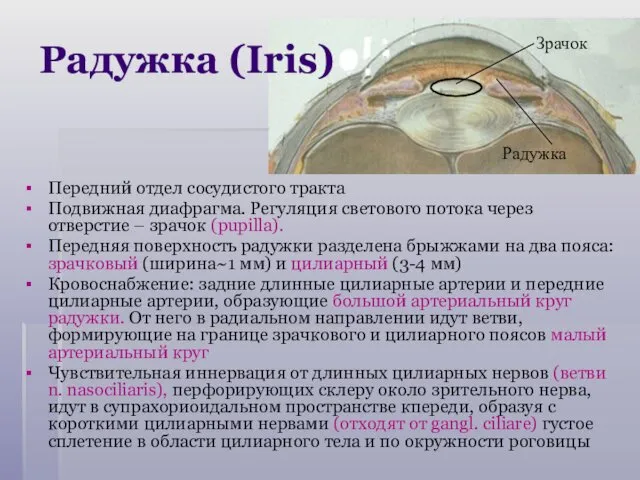 Передний отдел сосудистого тракта Подвижная диафрагма. Регуляция светового потока через отверстие – зрачок